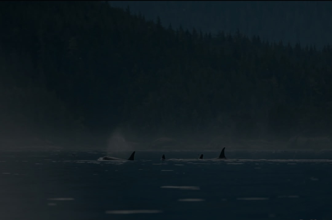 orca slider